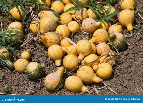 Summer Squash Cucurbita Pepo Cultivation. Stock Photo - Image of ...