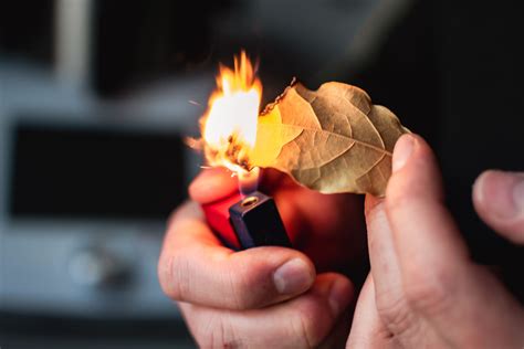 Nettoyez, désodorisez, purifiez : les feuilles de laurier, l'arme ...