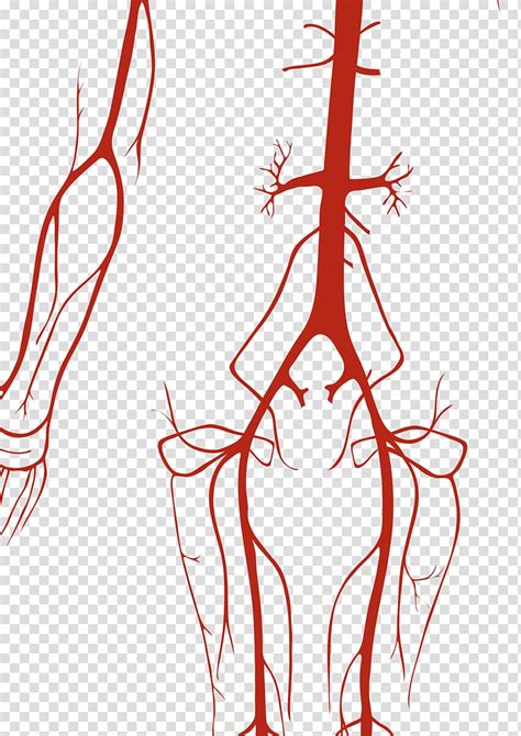 Circulatory system Artery Human body Vein Anatomy, heart transparent ...