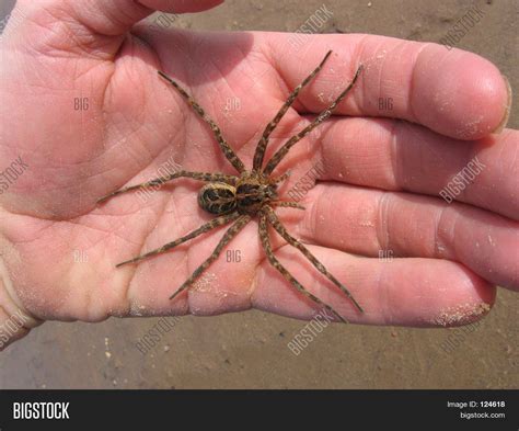 Large Wolf Spider Size Comparison at Mario Wall blog