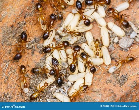 Red Imported Fire Ant Eating Worm. Royalty-Free Stock Photography | CartoonDealer.com #105361367