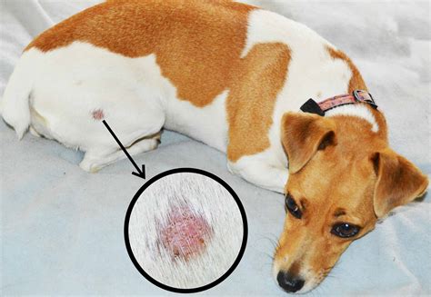 How To Prevent Transmission Of Ringworm at Robin Alexander blog