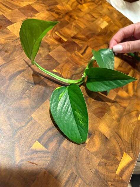 Golden Pothos Propagation With Roots - Etsy