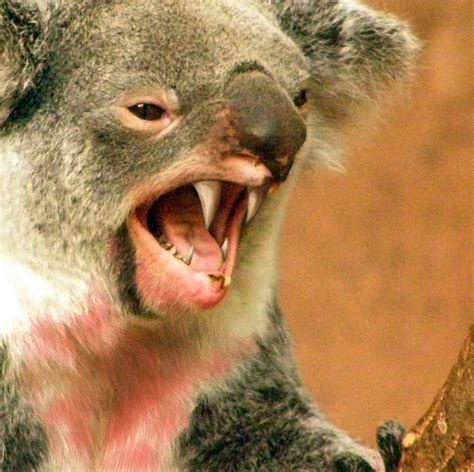 un french Toast en Australie : LE DROP BEAR - MYTHE OU REALITE