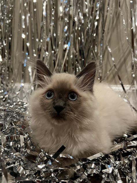 My 4 Month Ragdoll, Juneau, Discovered Silver Foil Fringe for the First Time, and Now He Won’t ...