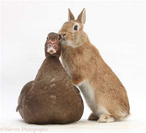 Is Duck Or Rabbit Better For Cats at Chloe Papathanasopoulos blog