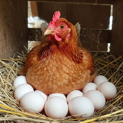 Helping a Struggling Hatching Chick! | Kümes, Tavuk, Yumurta