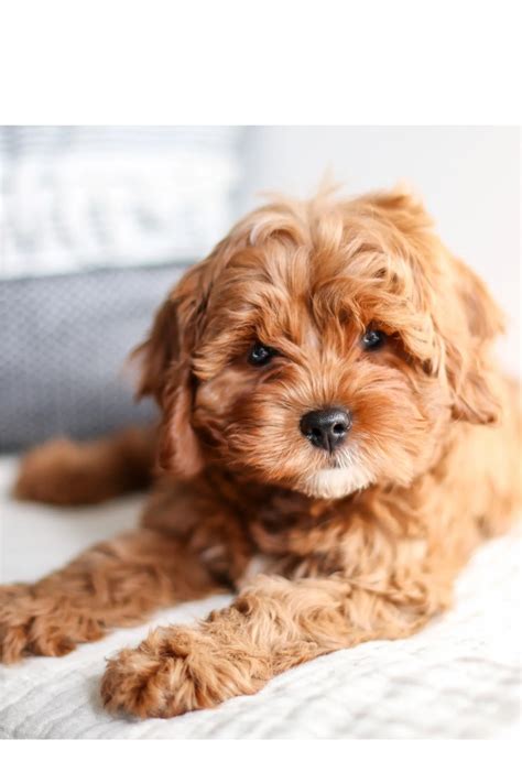 Red Cavapoo Full Grown