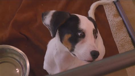 Fayetteville Animal Services extending adoption event | 5newsonline.com