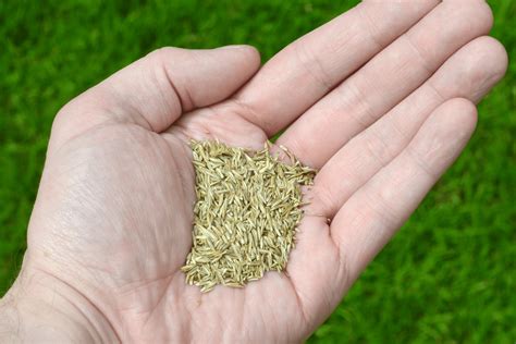 Grass Seed Variety at Dora Hubbard blog