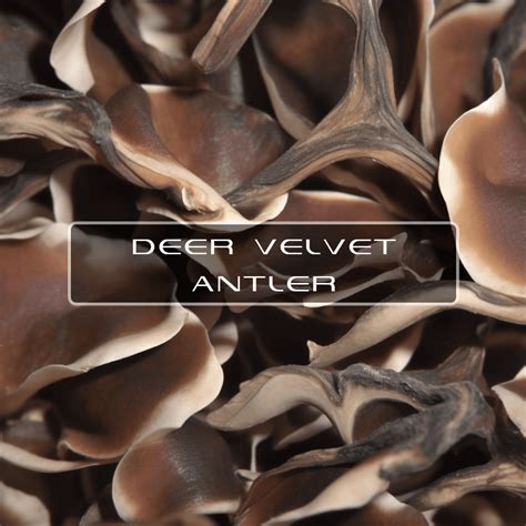 Benefits Of Deer Velvet Antler | Interstellar Plan | Science Based Anti ...