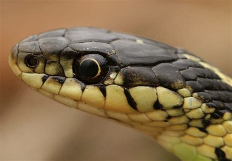 4 Types of Garter Snakes in Oregon! (w/ pics) - Bird Watching HQ