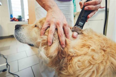 Non Cancerous Moles On Dogs