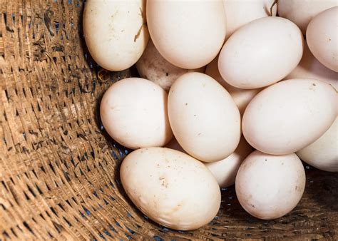 Duck Egg Recipes