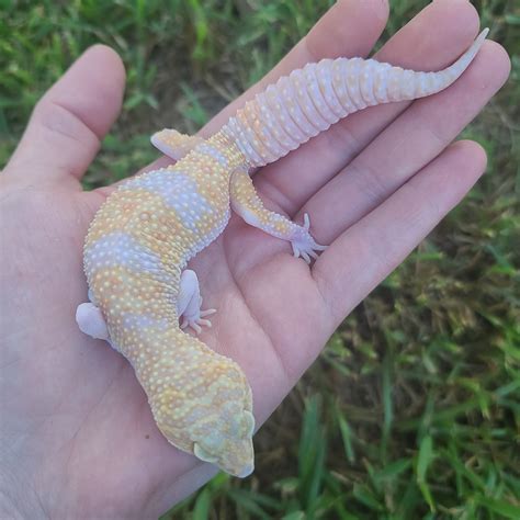 Mack Snow Raptor Leopard Gecko by Leopards In Texas - MorphMarket