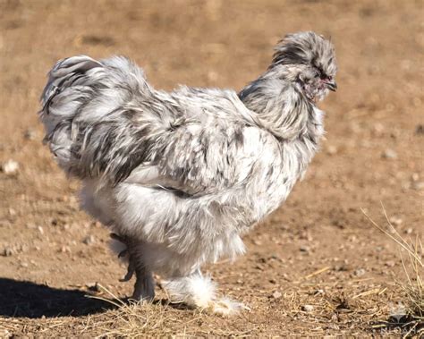 Silkie Chicken Colors, Charts And More Silkie Chicken, 40% OFF