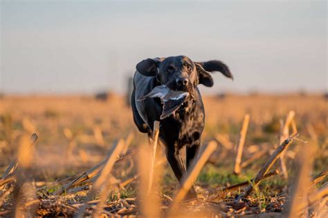 Guided Dove Hunts in Texas | Dry Creek Outfitters