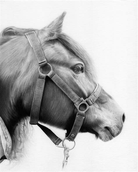 Drawing Pencil Drawing Images Of Horses Horse Drawing Images