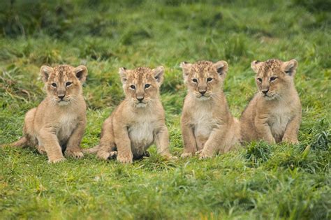 Endangered lions born in Fota Wildlife Park