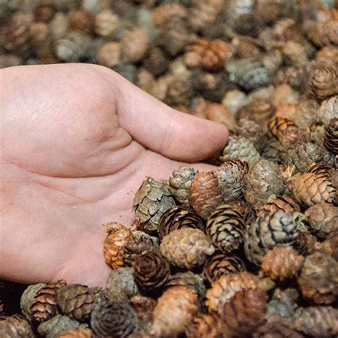 Pine Cone Seeds