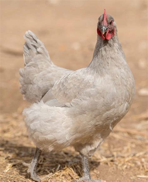 9 Chicken Breeds That Are Gray (Plus 20 That Are Sort of Gray)