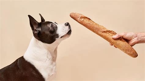 Five Foods To Feed Dogs With Upset Stomachs | Jinx