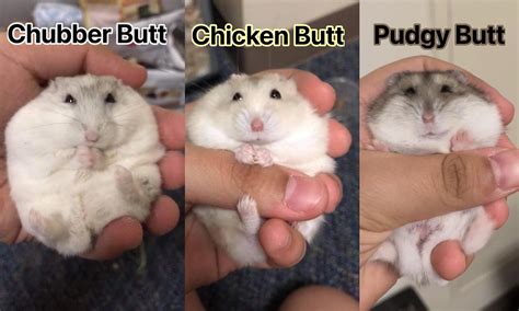 The Butt Babies! Chubber Butt, Chicken Butt, and Pudgy Butt! : r/hamsters