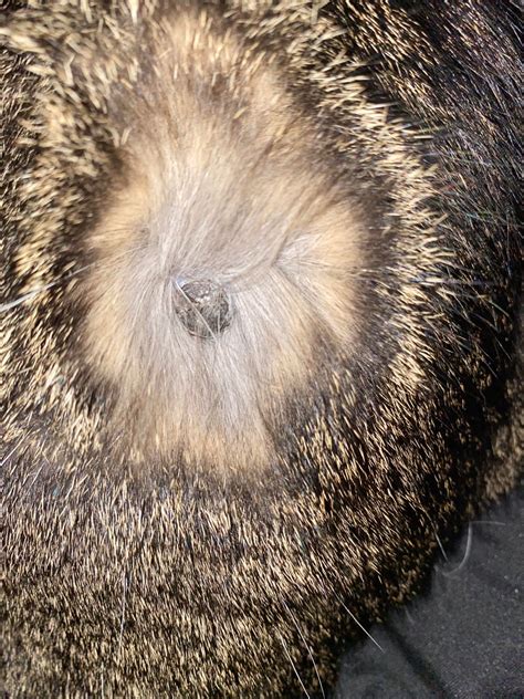 White lump on dogs tongue. I think it’s a cut from chewing in plastic or wood. But it’s been a ...