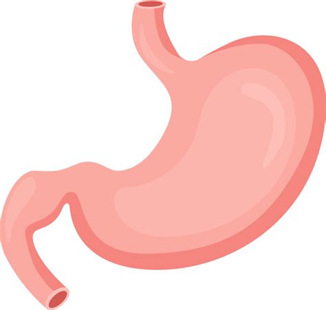Royalty Free Human Stomach Internal Organ Pictures Images And Stock