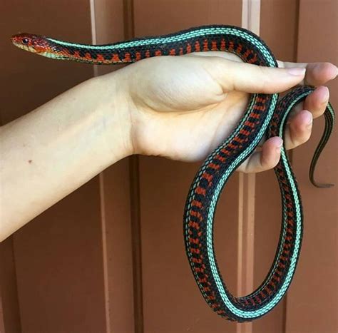 Download Pet California Red-sided Garter Snake Wallpaper | Wallpapers.com