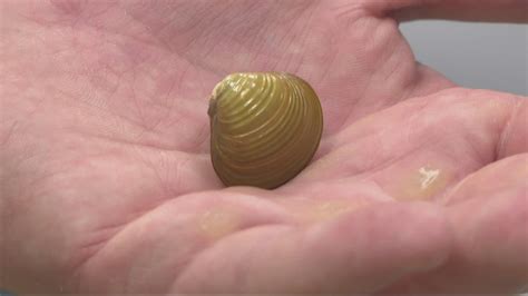 Invasive Asian clams plentiful in the Columbia River, study finds | kgw.com