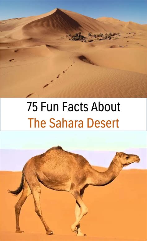 Discover the Wonders of the Sahara Desert