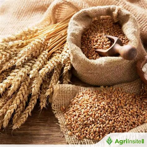 Saudi Arabia Wheat Imports to Fall, Barley Imports to Surge in 2025-26 - AgriInsite