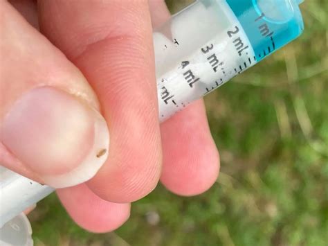 How to Prevent and Treat Goat Lice — Caney Fork Pygoras