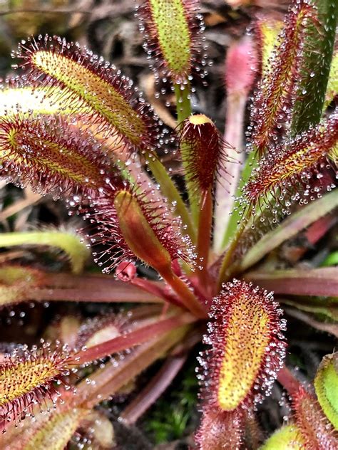 50 drosera capensis cape sundew seeds fresh harvest 2022 open ...