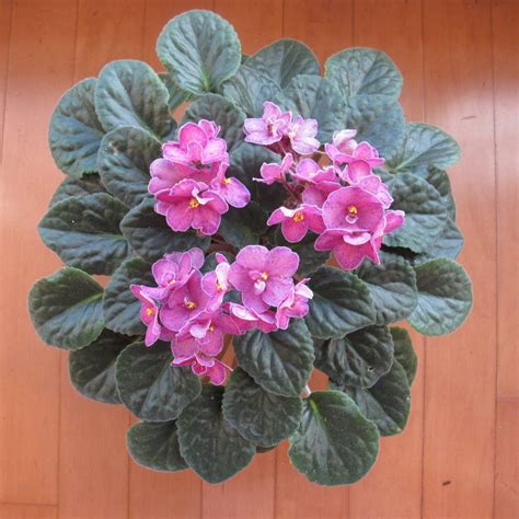 Five Tips for Easy African Violets - HousePlants Now