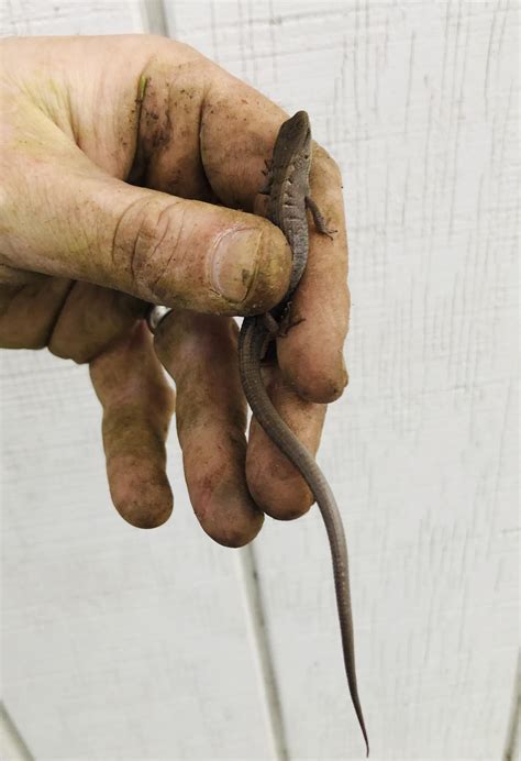 Young Southern Alligator Lizard found while doing yard work. It was safely moved to a better ...
