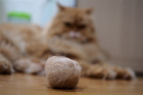 7 Simple Natural Home Remedies for Cat Hairballs (Vet Answer) - Catster