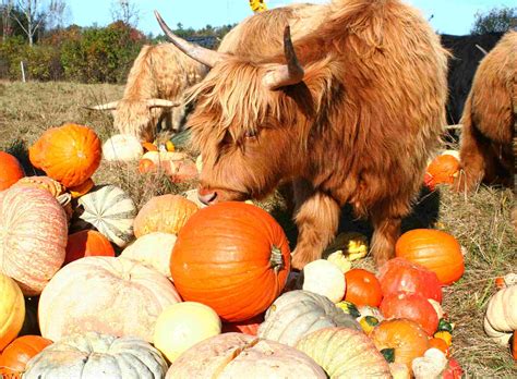 Do Cows Eat Pumpkins
