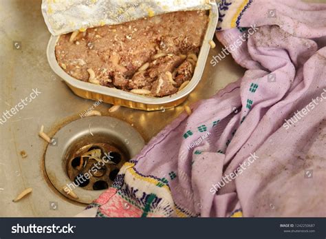 Maggot In Kitchen Sink at Elsie Tucker blog