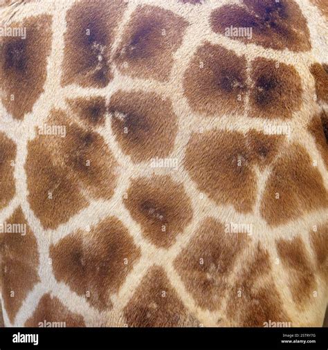 Unique spotted pattern hi-res stock photography and images - Alamy