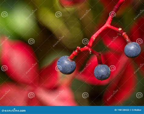 Close Up. Purple Berries of Virginia Creeper. Parthenocissus ...