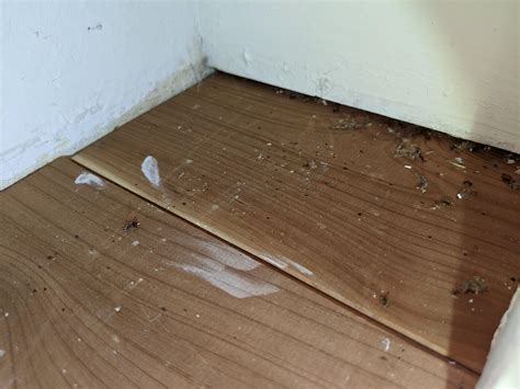 Bed Bugs Poop Hardwood Bed Bug Treatment In Calgary Poulin's Pest