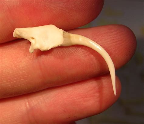 snake release Gaboon viper fang attached to maxilla bone – News