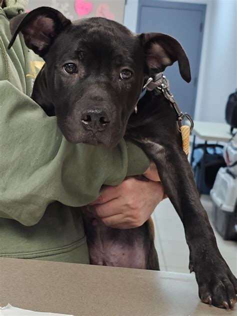 First State Animal Center and SPCA