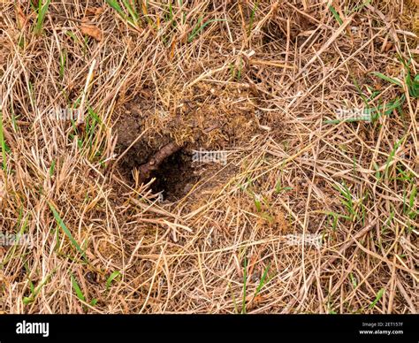 Hornet Nest Ground