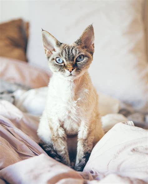 15 Hypoallergenic Cat Breeds for People With Allergies