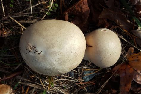 Maryland Biodiversity Project - Giant Puffball (Calvatia gigantea)