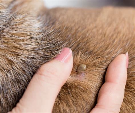 Flea vs Tick vs Lice: Unraveling the Differences