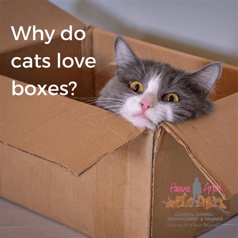 Why do cats love boxes? - Hanne Grice Pet Training & Behaviour